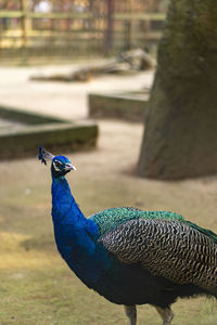 Close-up of a peacock