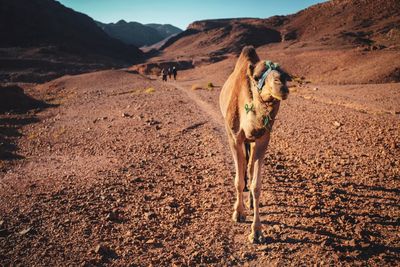 Camel in the desert