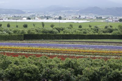Scenic view of flower filled fields against cloudy sky