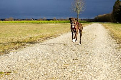 Road passing through field