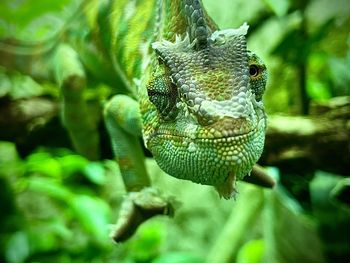 Close-up of a lizard
