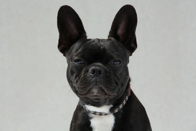 Portrait of a dog against white background