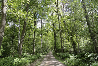 Footpath amidst trees in forest