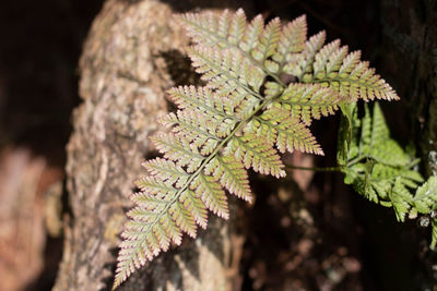 Close-up of fern leaves