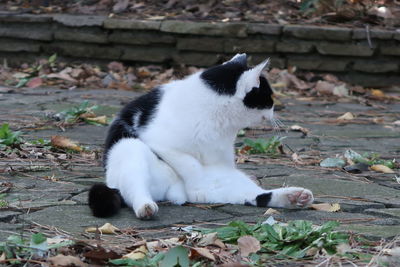 White cat lying on field