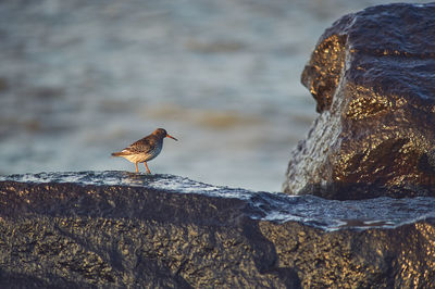 Close-up of bird perching on rock