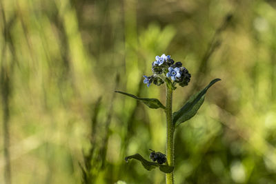 Close-up of purple flowering plant