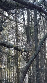 Low angle view of trees in forest