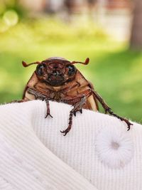Close-up of butterfly on flower