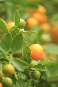 Close-up of orange fruit