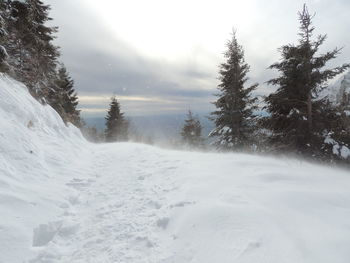 Snow covered land and trees against sky