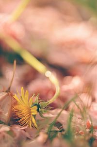 Close-up of flowering plant