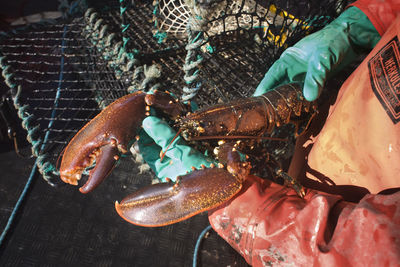 Hands holding lobster, grundsund, bohuslan, sweden