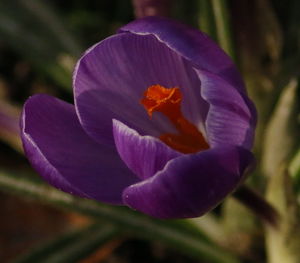 Close-up of purple flower blooming outdoors