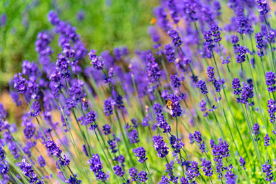 Close-up of purple flowering plants on field