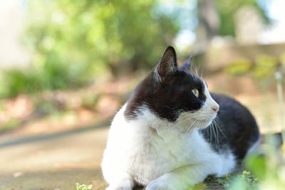 Close-up of cat sitting on footpath