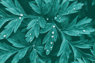 Plant blue-green lobed leaves with water drops, botanical dark background