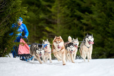 Dogs running on snow covered landscape