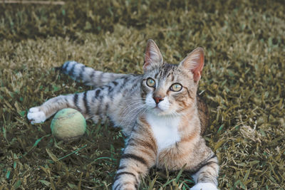 Cat looking away while sitting on grass