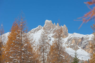 Larch trees and in the background snow-capped dolomite mountain