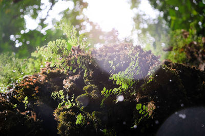 Close-up of moss growing on tree