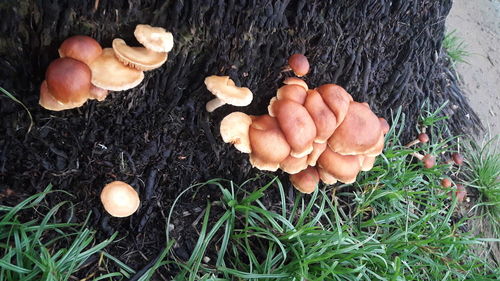 High angle view of mushrooms growing on grass