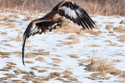 Close-up of eagle above lake during winter