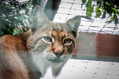 Close-up portrait of a cat