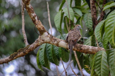 Low angle view of bird perching on branch