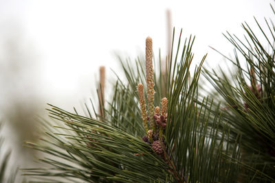 Close-up of pine needles against sky