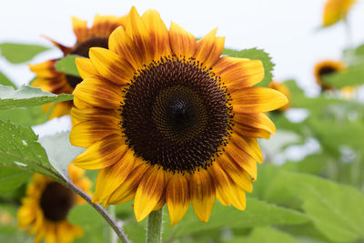 Close-up of sunflowers blooming outdoors