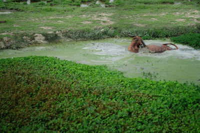 View of dog in water