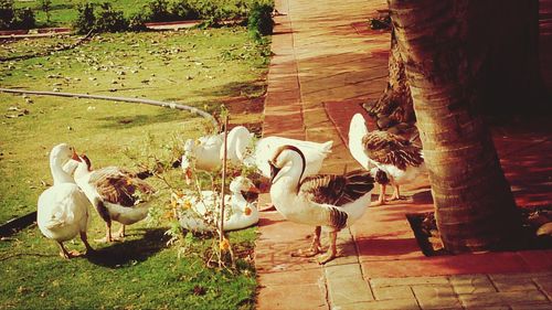 View of birds in pond