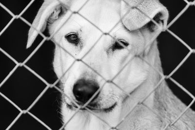 Portrait of dog seen through chainlink fence