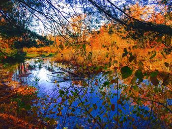 Reflection of trees in water