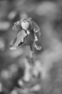 Close-up of rose against blurred background