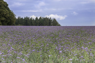 Scenic view of purple flowering plants on land against sky