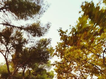 Low angle view of trees against sky