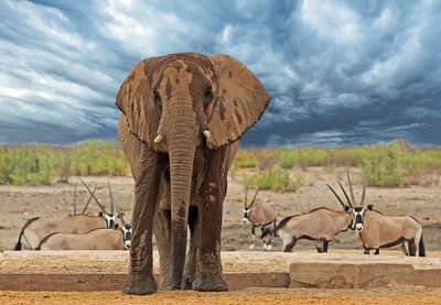 A lone bull standing against dramatic stormy sky.