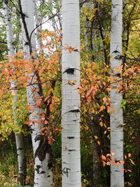 Close-up of wooden fence