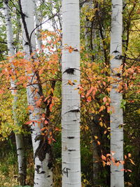 Aspens with fall color