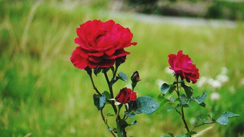 Close-up of red flowering plant on field