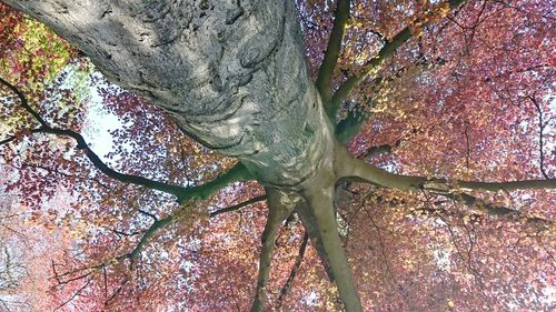 Low angle view of trees