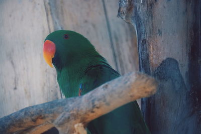 Close-up of parrot perching on wood