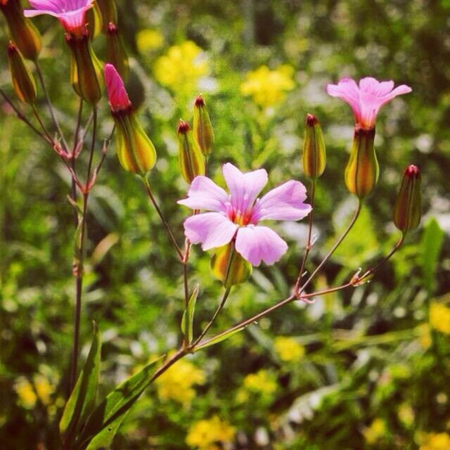 flower, freshness, fragility, petal, growth, beauty in nature, flower head, stem, nature, focus on foreground, plant, blooming, close-up, pink color, bud, field, blossom, in bloom, selective focus, day