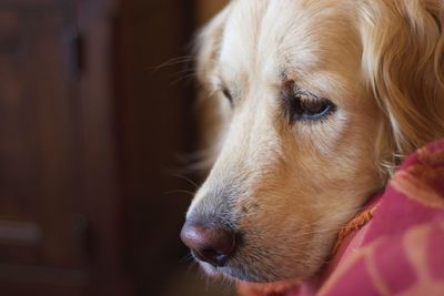 Close-up of dog looking away at home