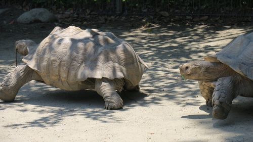 View of an animal in zoo