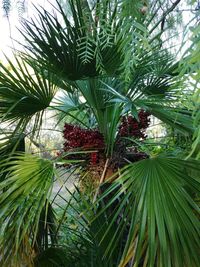 Close-up of palm tree