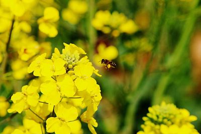 Close-up of insect on yellow flower