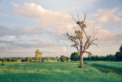 Scenic view of agricultural field against sky